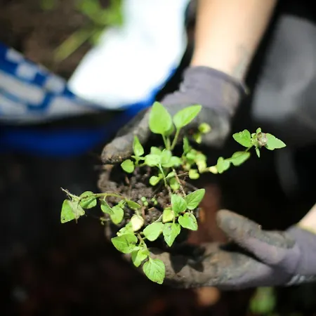 Knipnaes Laekarvillan * Raseborg